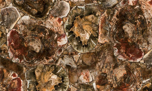8330 Petrified Wood ľʯ